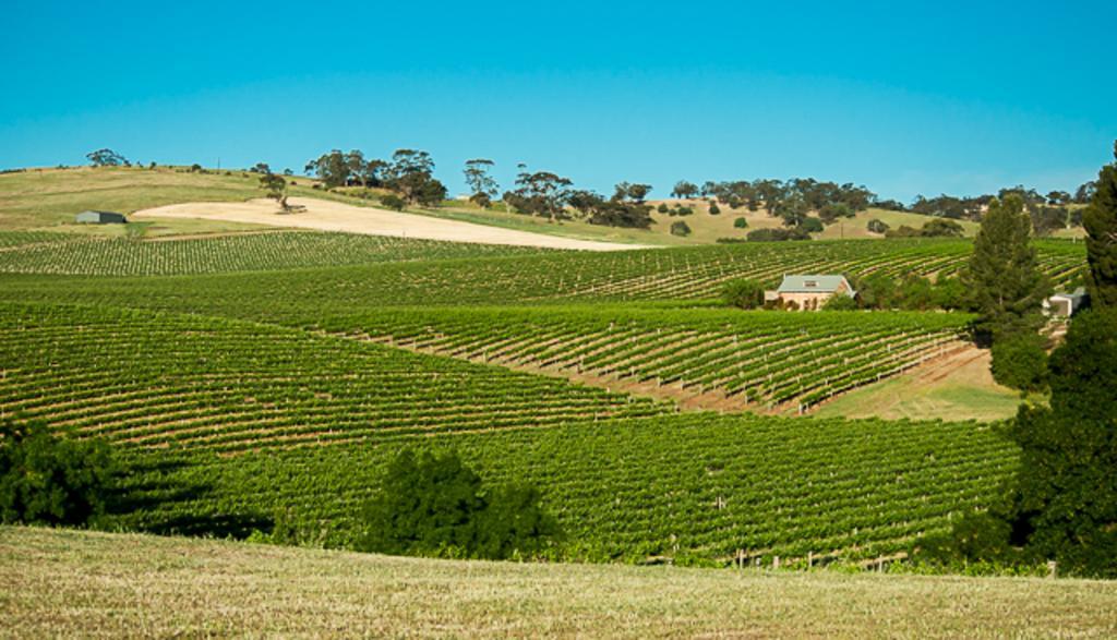 Angaston Vineyards Motel Eksteriør billede