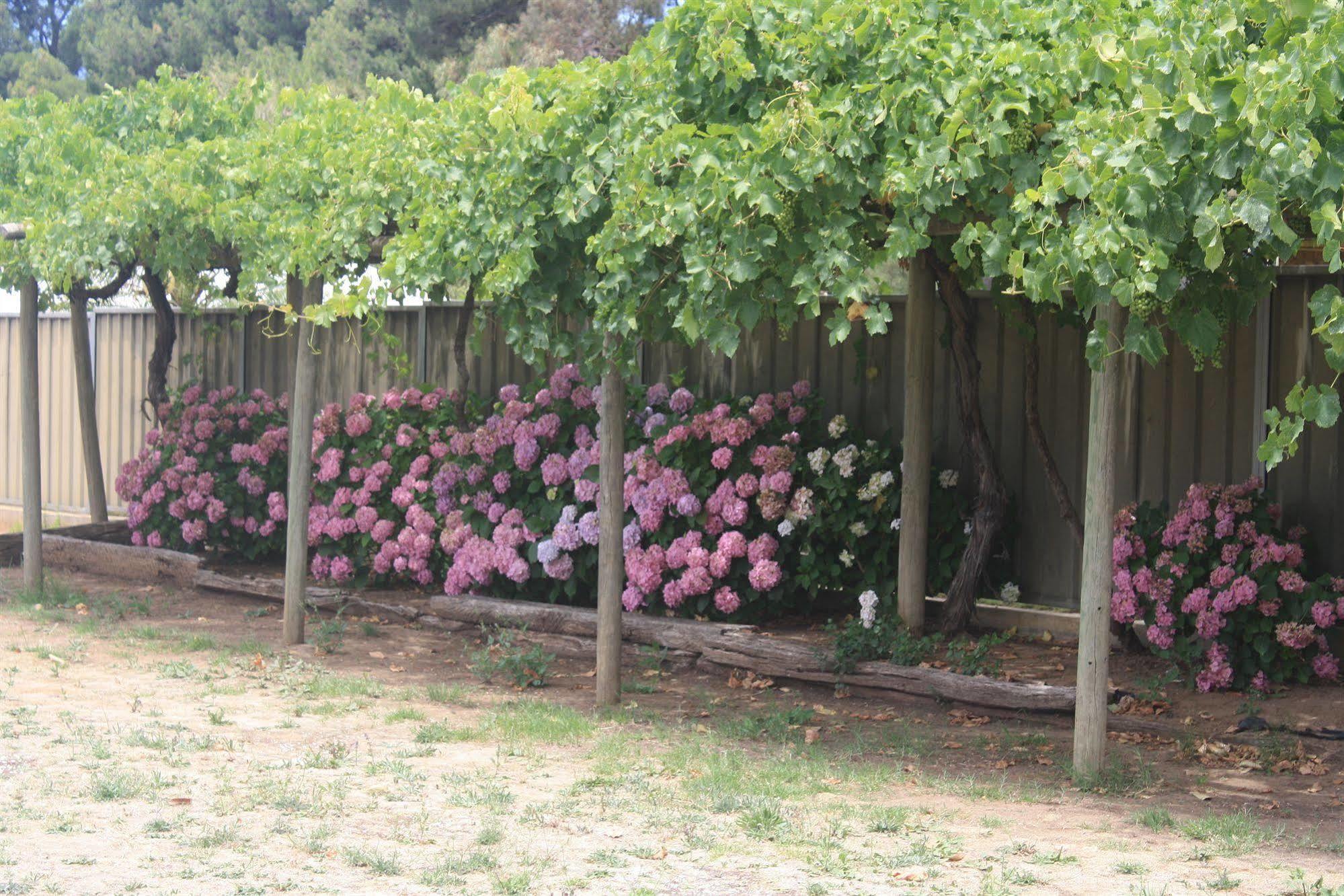 Angaston Vineyards Motel Eksteriør billede